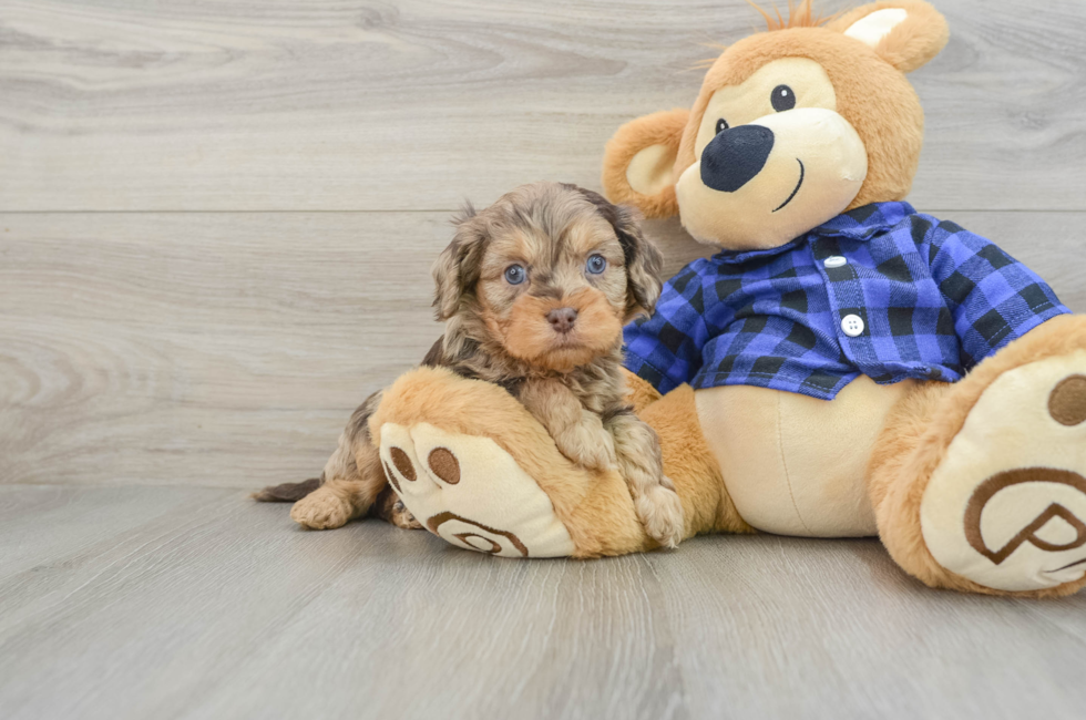 5 week old Cavapoo Puppy For Sale - Premier Pups