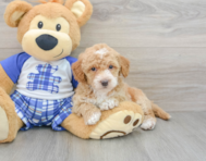 8 week old Cavapoo Puppy For Sale - Premier Pups