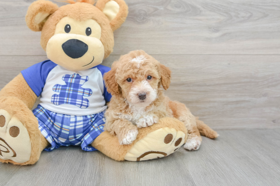 6 week old Cavapoo Puppy For Sale - Premier Pups