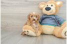 Cavapoo Pup Being Cute