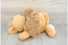 Cavapoo Pup Being Cute