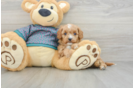 Hypoallergenic Cavadoodle Poodle Mix Puppy