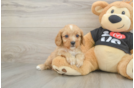 Sweet Cavapoo Baby