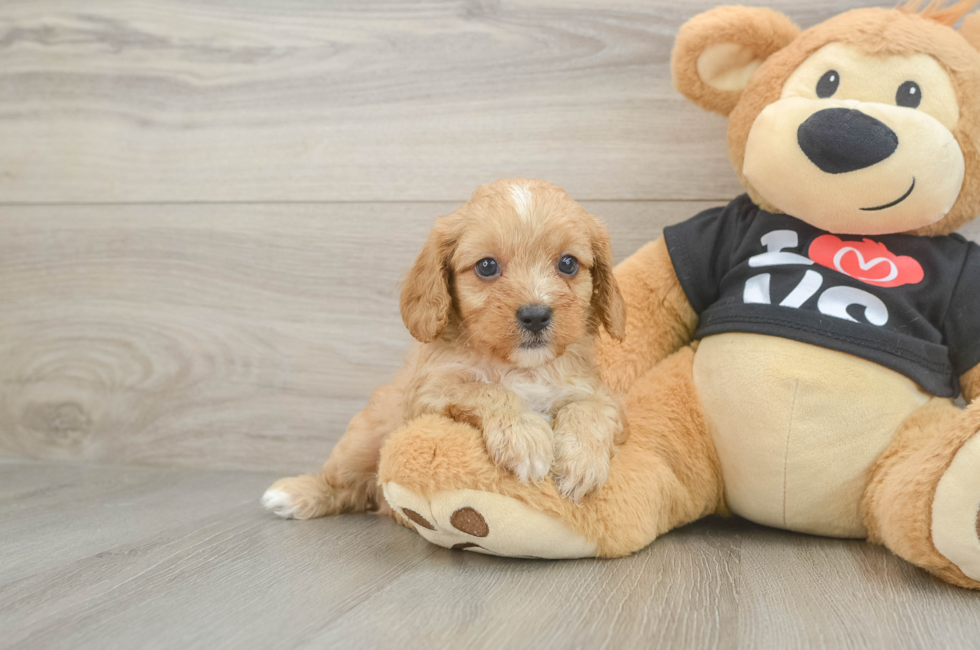 7 week old Cavapoo Puppy For Sale - Premier Pups