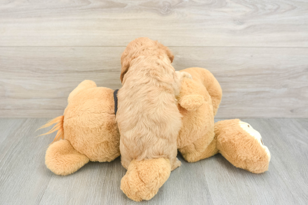 Cavapoo Pup Being Cute