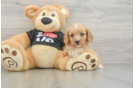 Best Cavapoo Baby