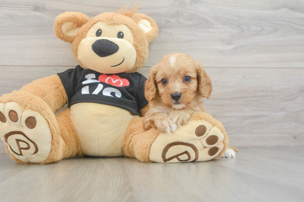 Best Cavapoo Baby
