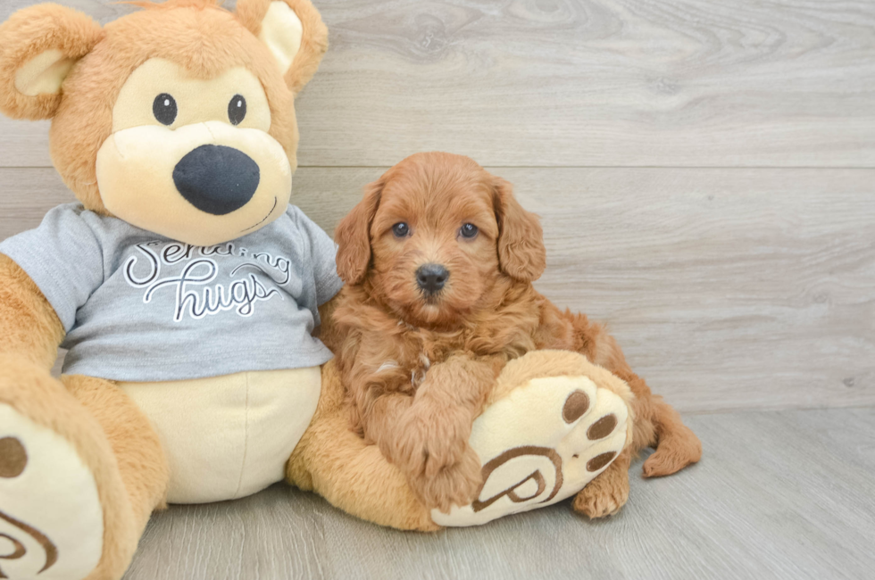 5 week old Cavapoo Puppy For Sale - Premier Pups