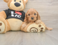 8 week old Cavapoo Puppy For Sale - Premier Pups