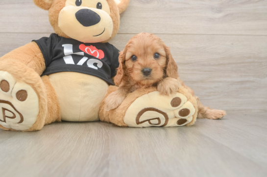 Best Cavapoo Baby