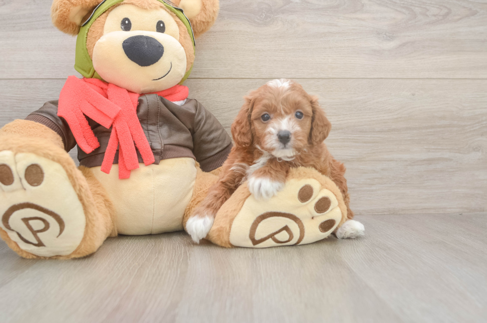 5 week old Cavapoo Puppy For Sale - Premier Pups