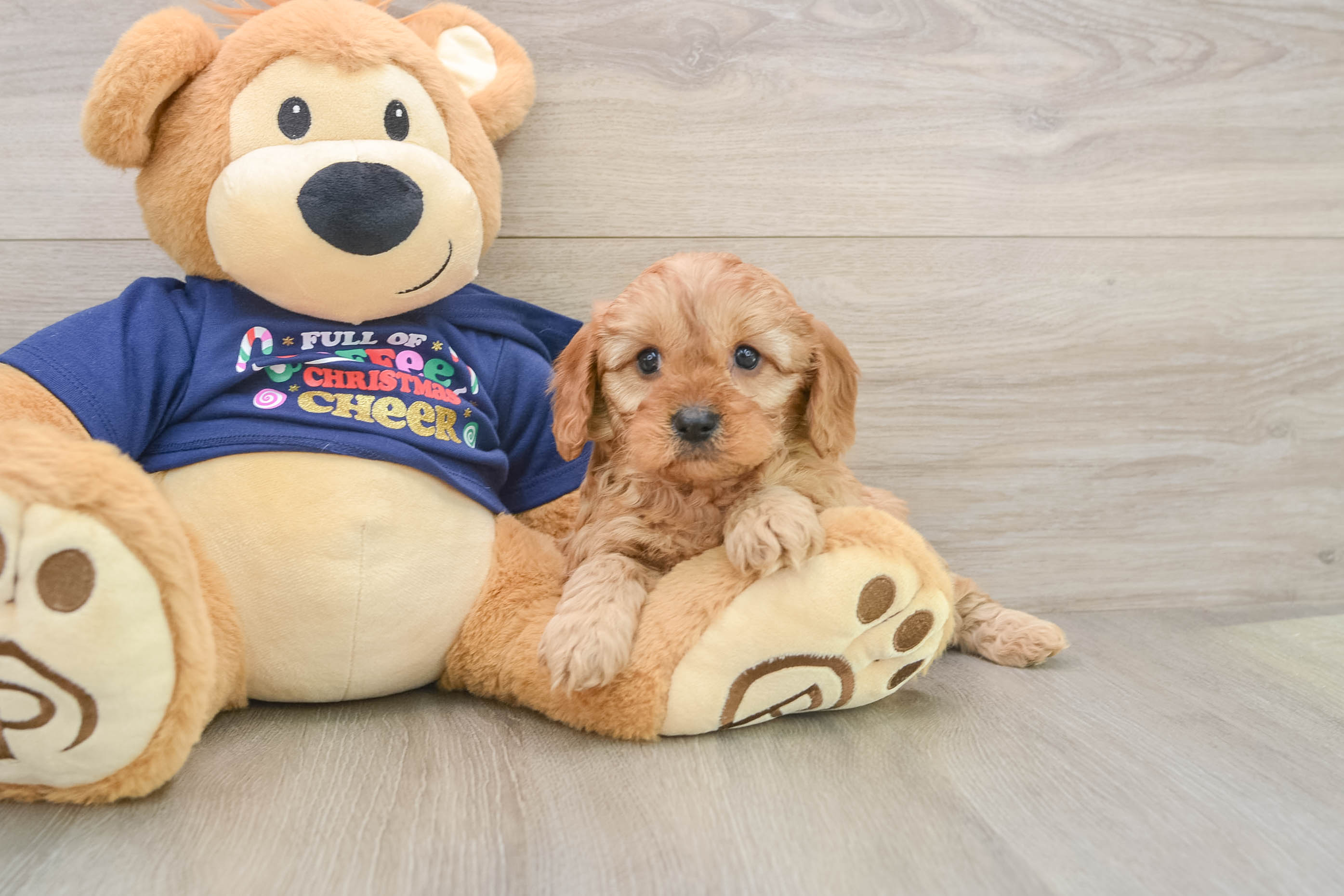 Popular Cavapoo Poodle Mix Pup