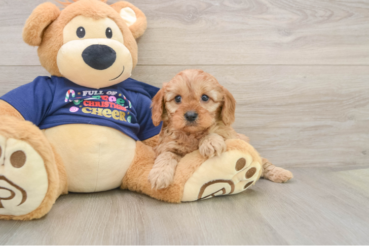Popular Cavapoo Poodle Mix Pup