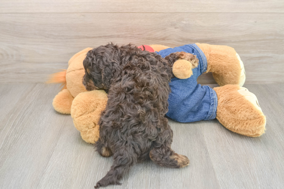 Cavapoo Puppy for Adoption