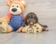 7 week old Cavapoo Puppy For Sale - Premier Pups