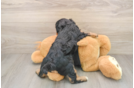 Energetic Cavoodle Poodle Mix Puppy