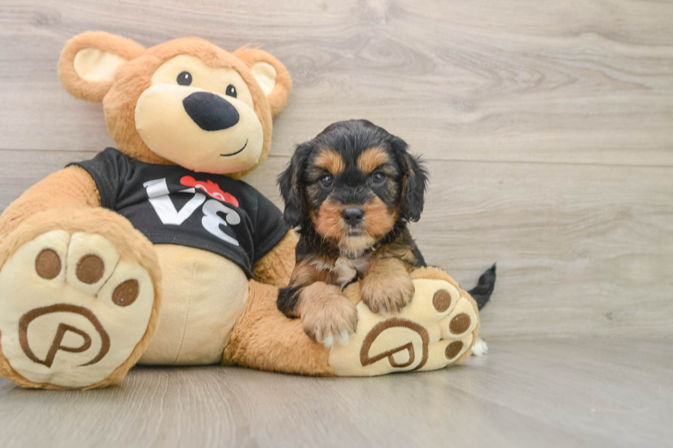 Fluffy Cavapoo Poodle Mix Pup