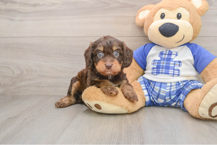 Cavapoo Puppy for Adoption