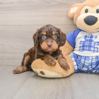 Cavapoo Puppy for Adoption