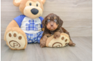 Small Cavapoo Baby