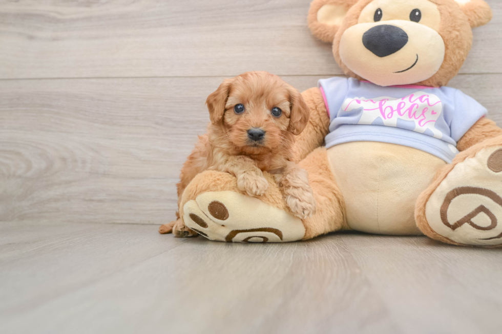 Best Cavapoo Baby
