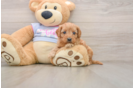 Cavapoo Pup Being Cute