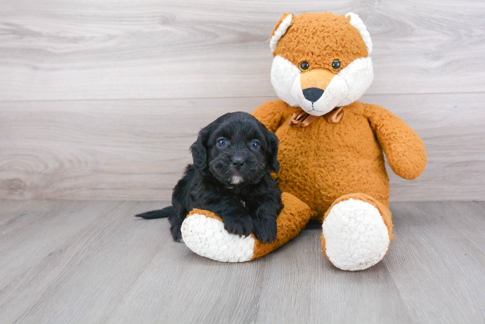 Cavapoo Puppy for Adoption