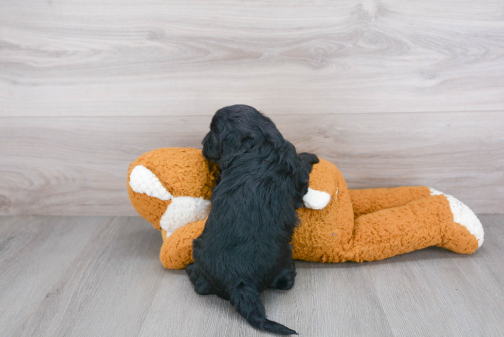 Best Cavapoo Baby