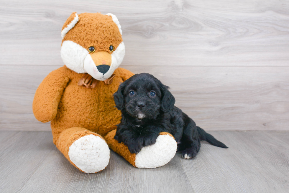 Best Cavapoo Baby