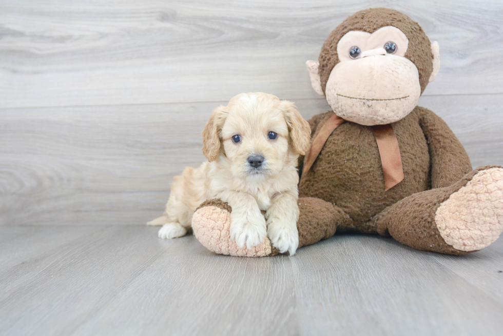 Best Cavapoo Baby