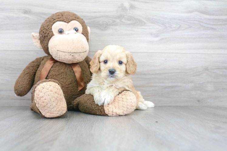 Petite Cavapoo Poodle Mix Pup