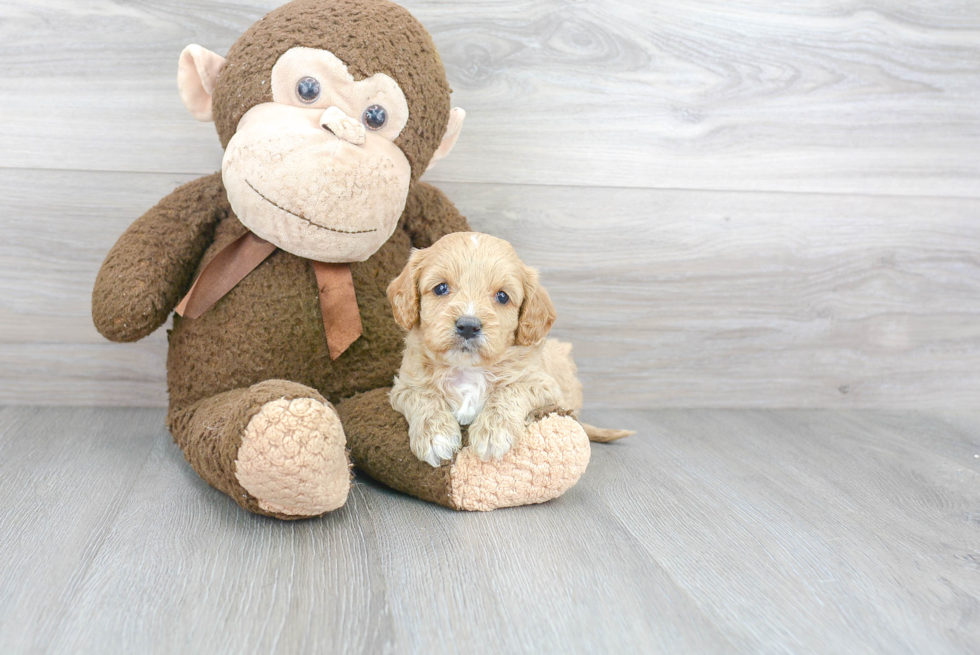 Cavapoo Pup Being Cute