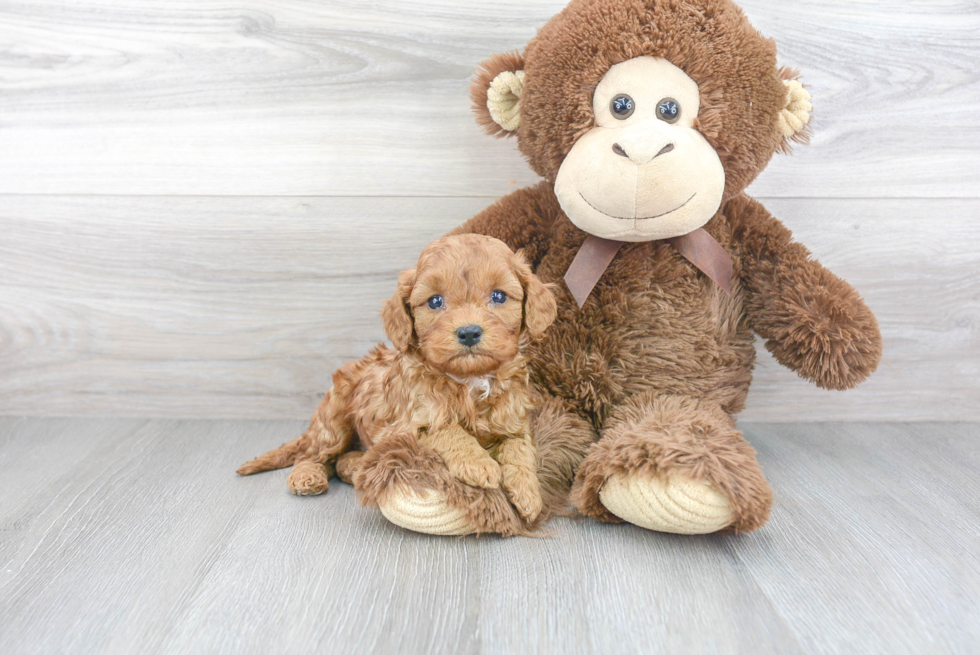 Happy Cavapoo Baby