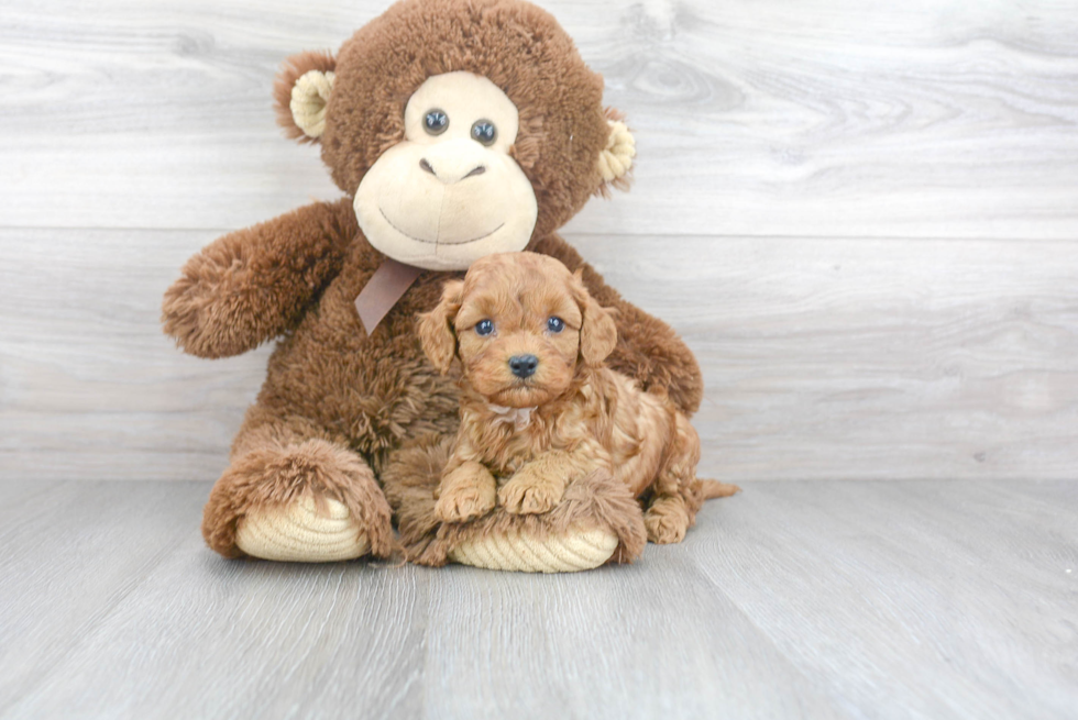 Best Cavapoo Baby