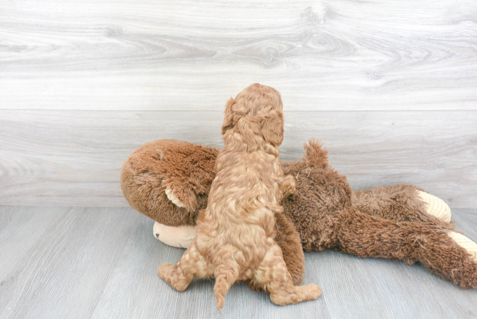 Cavapoo Pup Being Cute