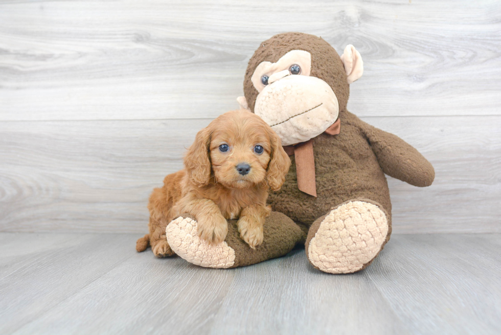 Cavapoo Pup Being Cute