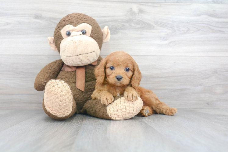 Cavapoo Puppy for Adoption