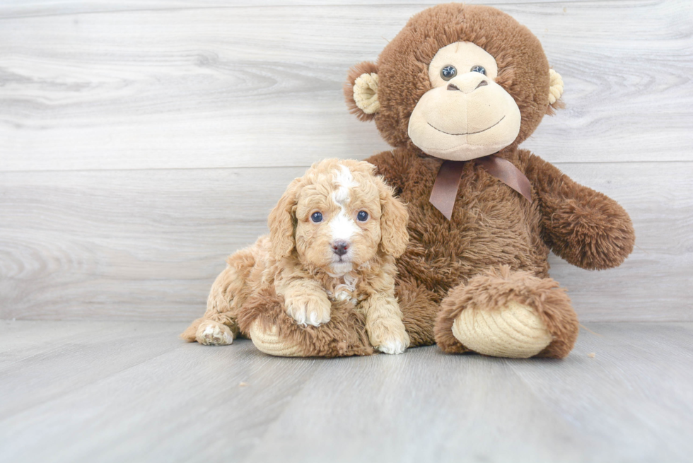 Cavapoo Puppy for Adoption