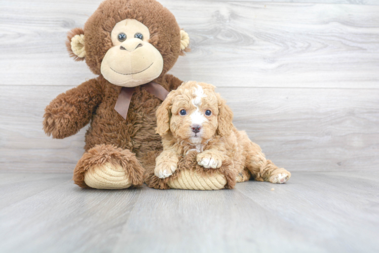 Cavapoo Puppy for Adoption