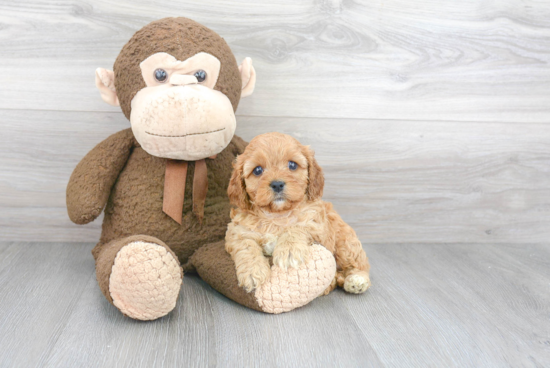 Funny Cavapoo Poodle Mix Pup