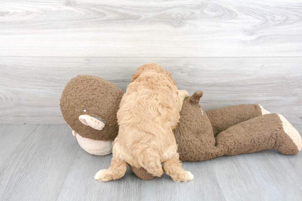 Fluffy Cavapoo Poodle Mix Pup