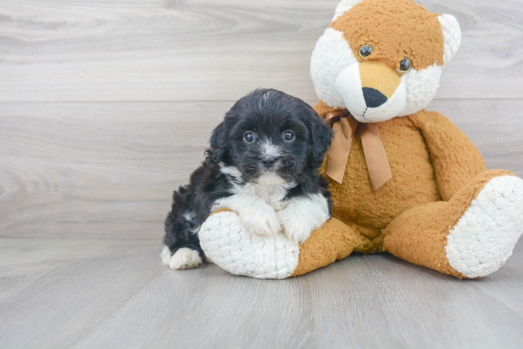 Cavapoo Pup Being Cute