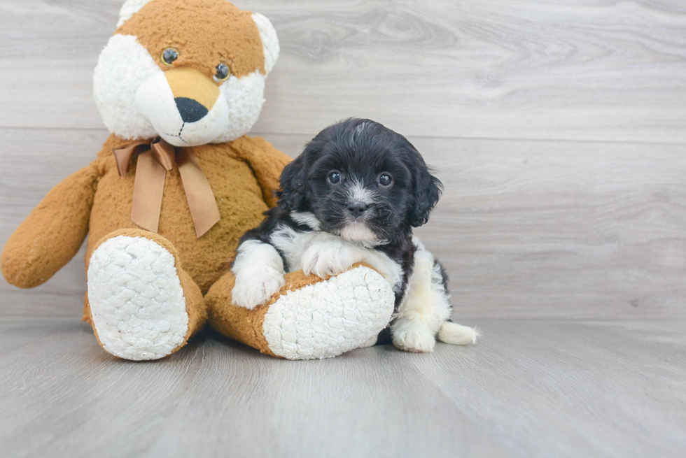 Popular Cavapoo Poodle Mix Pup