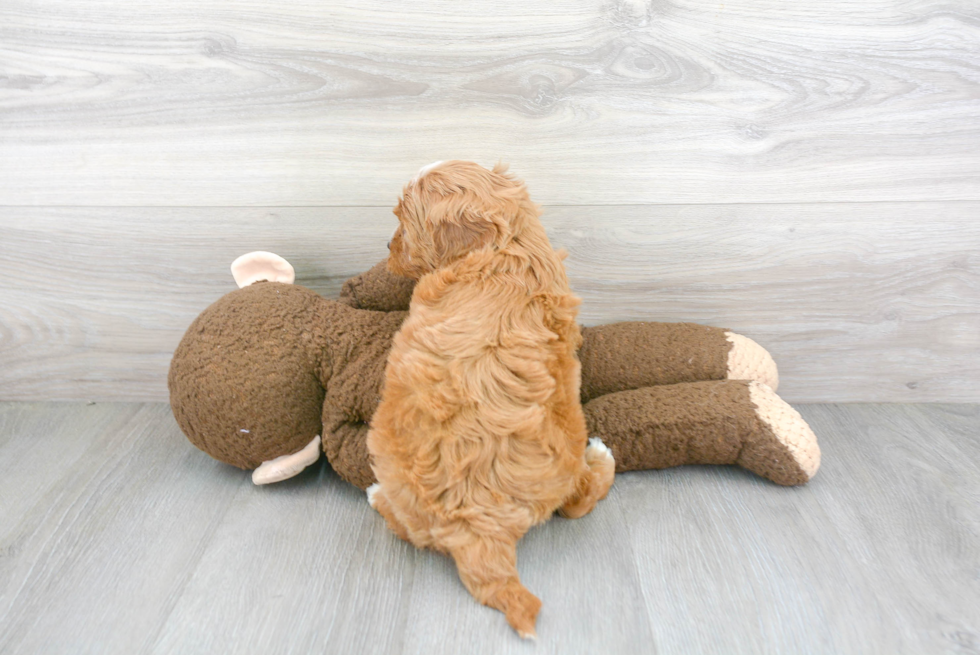 Cavapoo Pup Being Cute