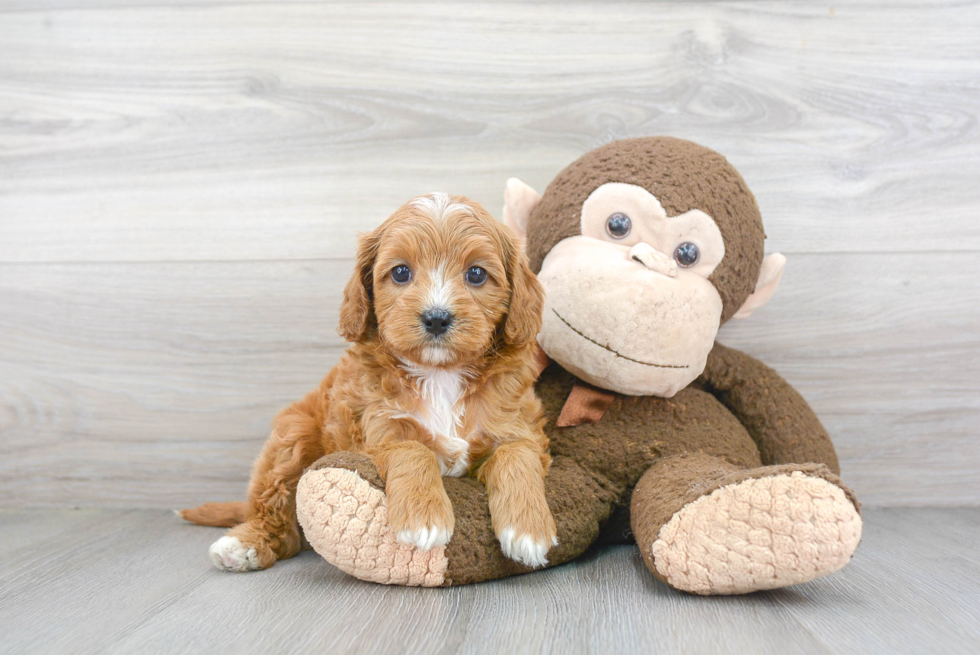 Petite Cavapoo Poodle Mix Pup