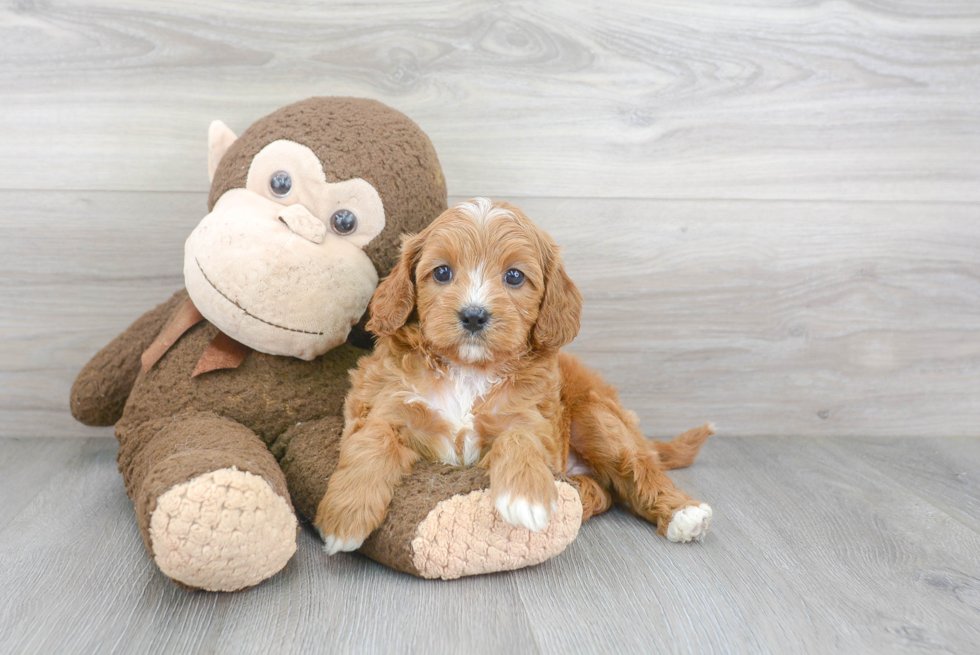 Cavapoo Pup Being Cute