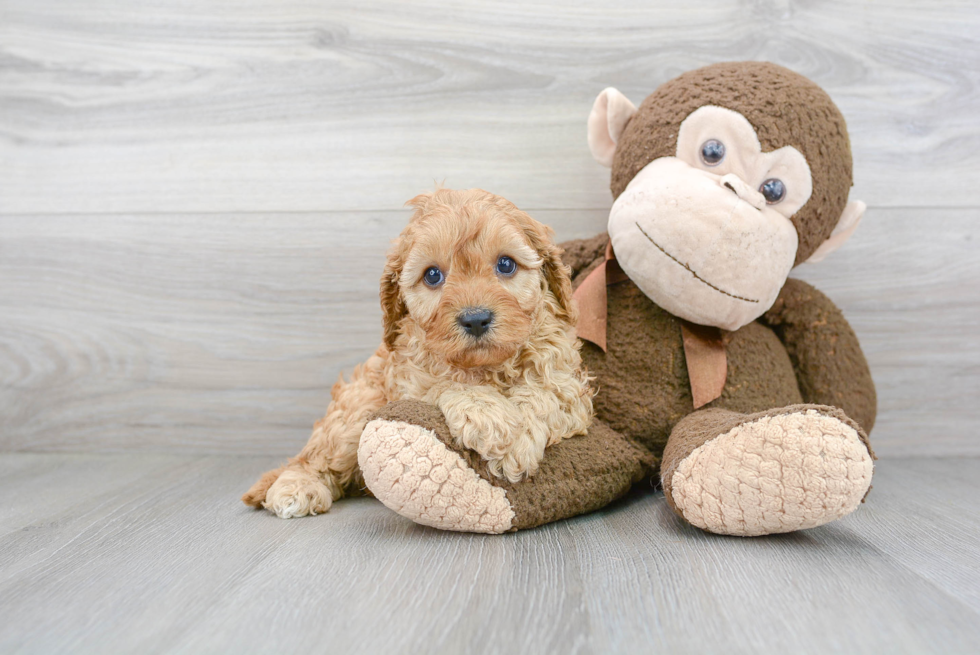 Cavapoo Pup Being Cute