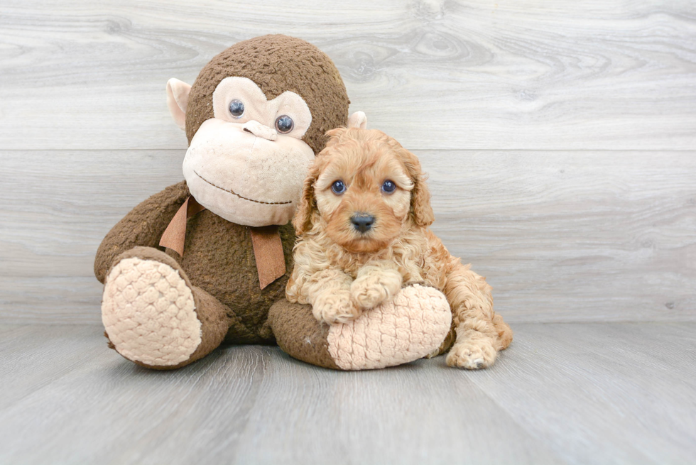 Petite Cavapoo Poodle Mix Pup