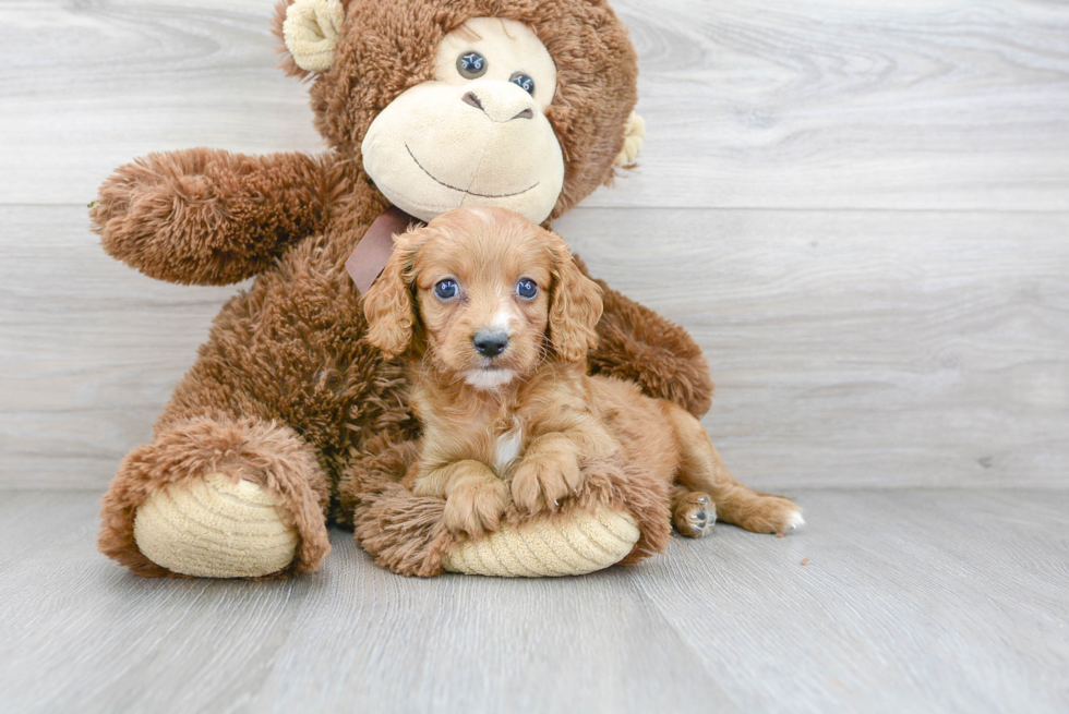 Cavapoo Pup Being Cute