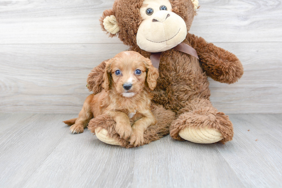 Cavapoo Puppy for Adoption